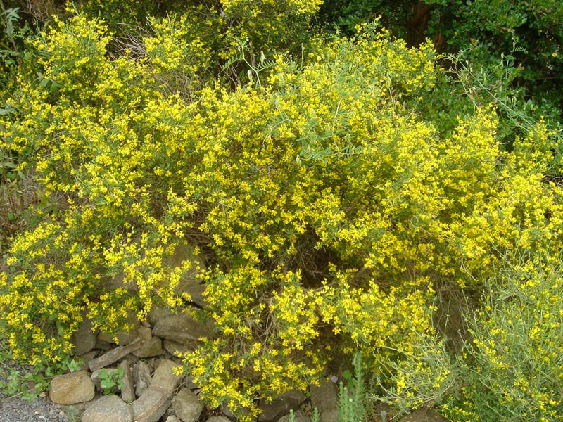Anthyllis hermanniae